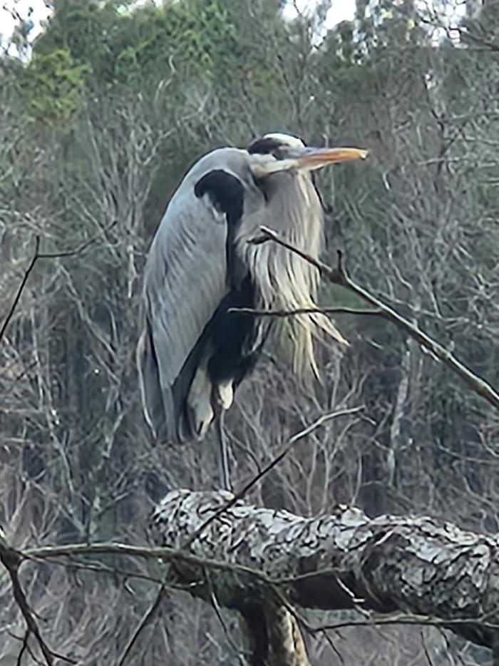 Heron on a cold day at Jennings Ferry