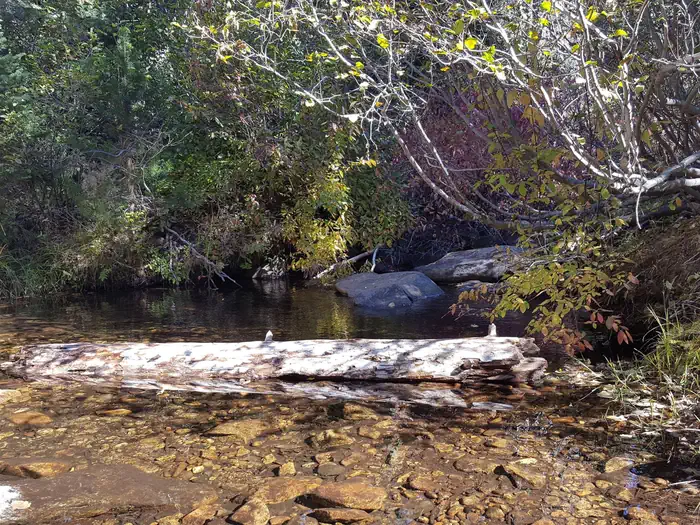 Chapman Creek