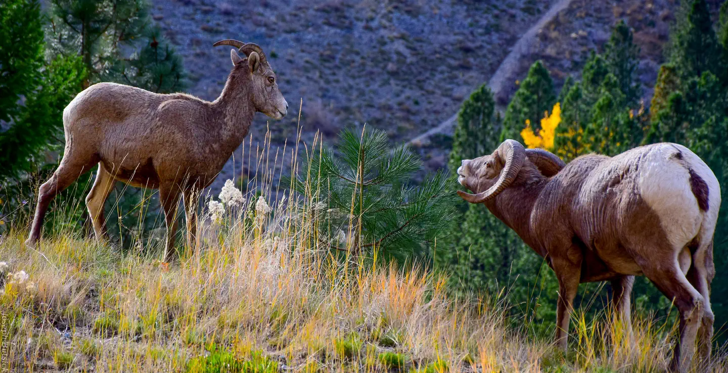 Bighorn Sheep