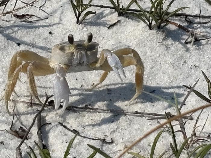 Fort Pickens Crab