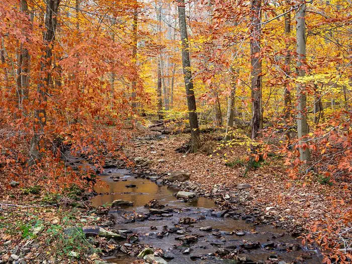 Small rocky creek lined with trees in orange and gold foliage.