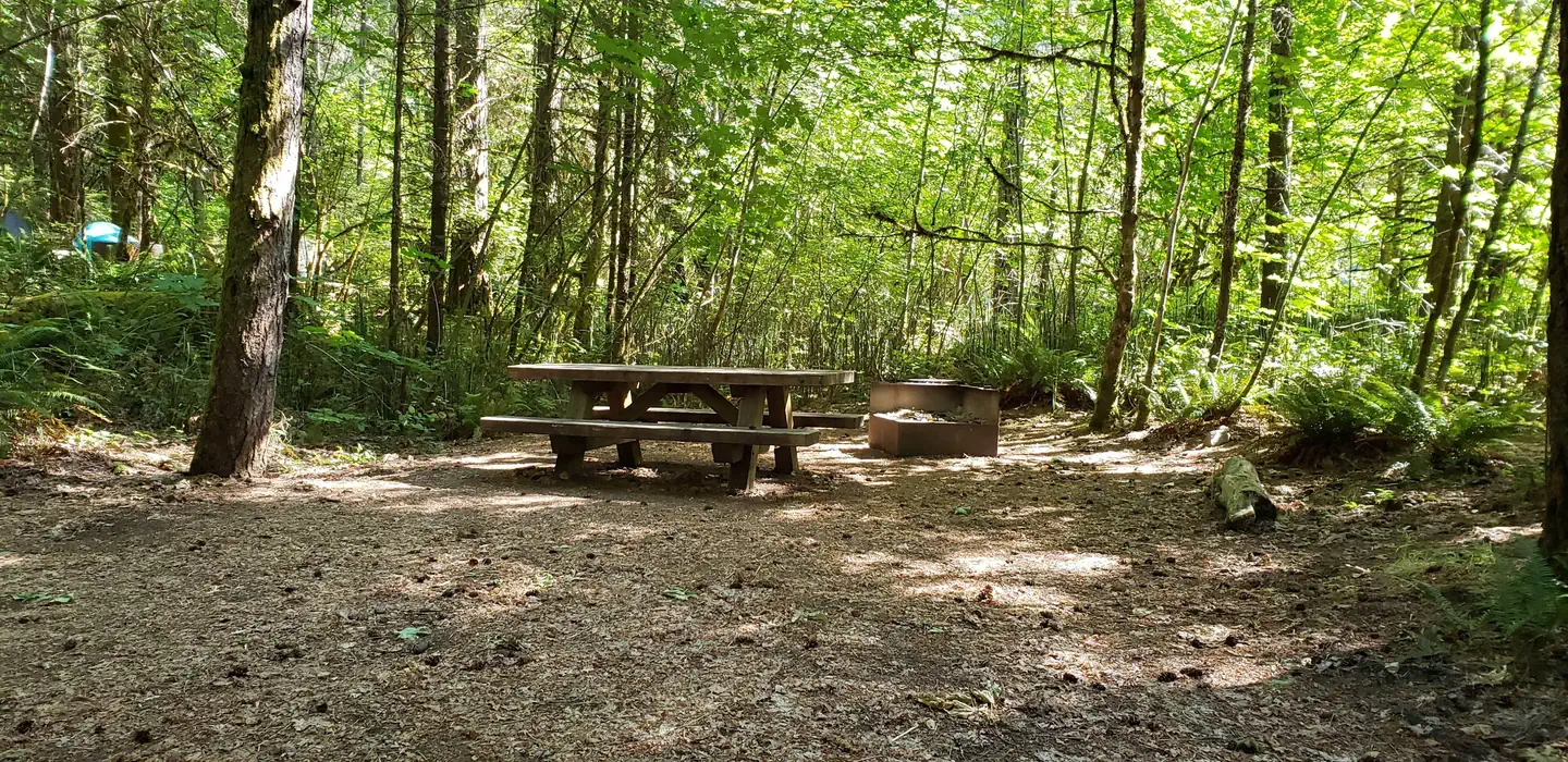 Secluded picnic Table and fire ring next to a sun dappled thicket.