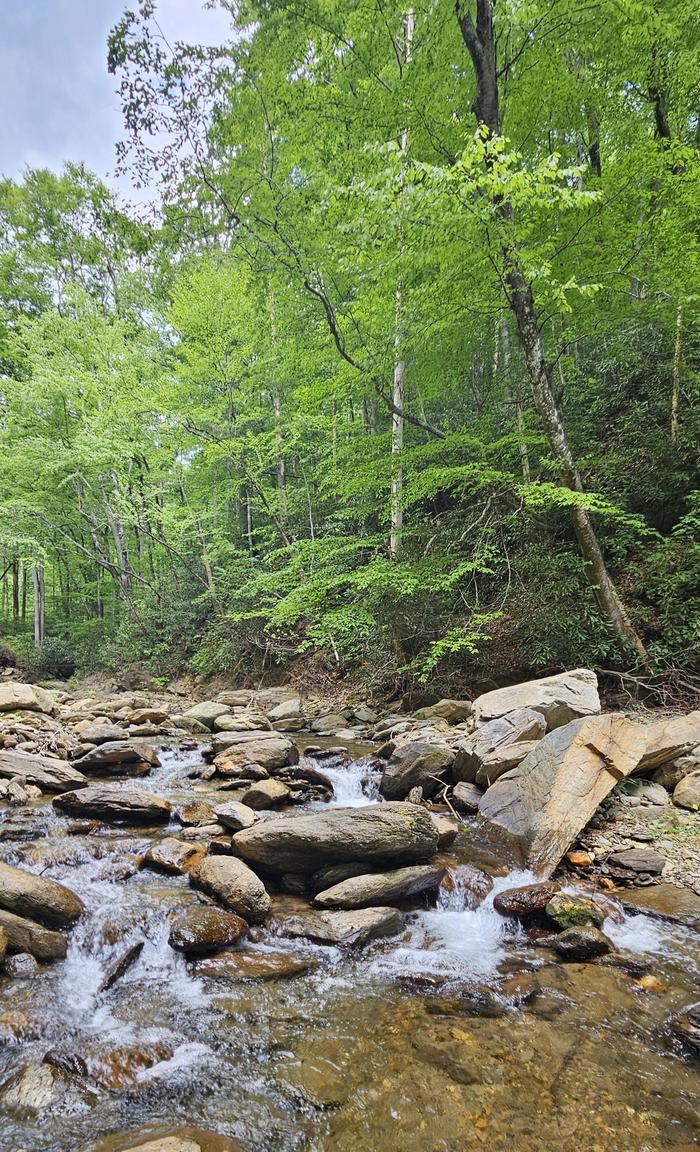 Creek at Curtis Creek Campground