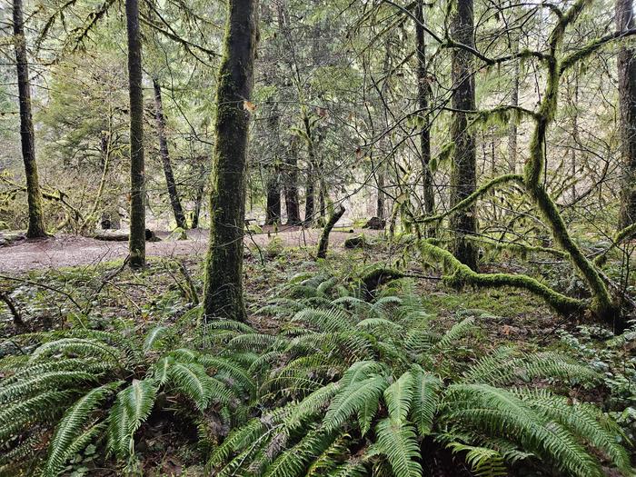 Lush green ferns and foliage at Boulder Flat Campground
