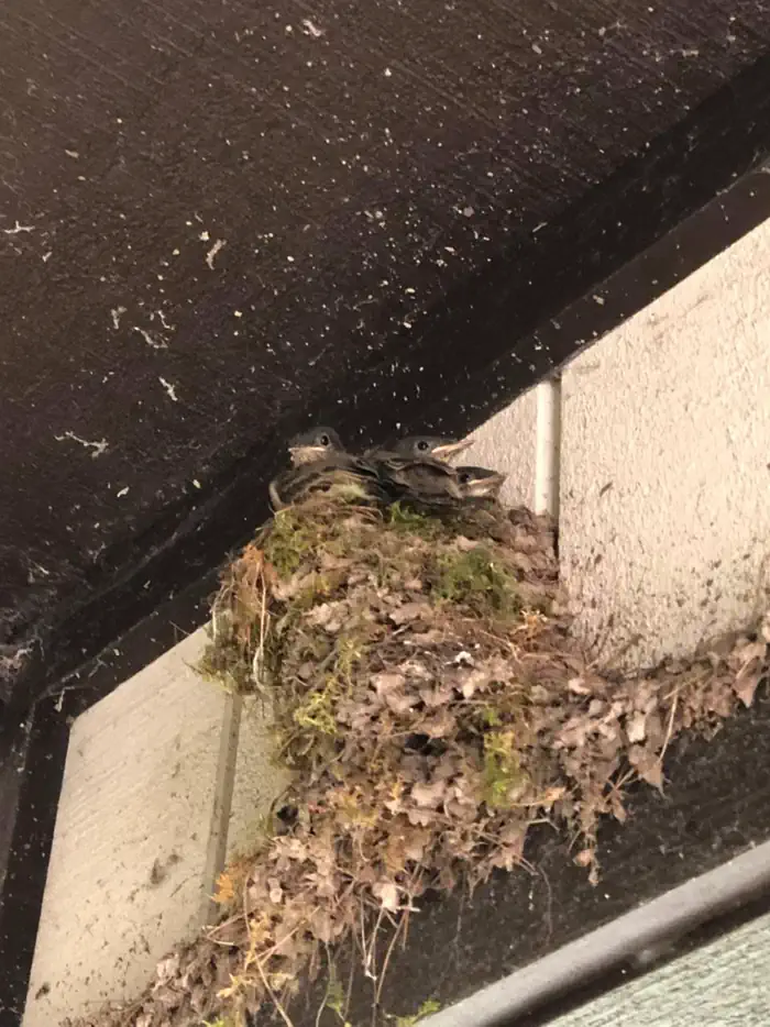 Birds at the ranger station