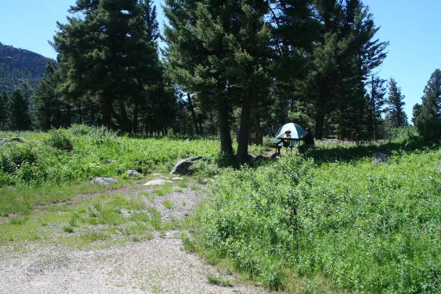 A tent nestled among trees at Slough Creek Campsite #14