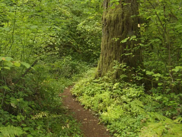 Shotgun Loop Trail.