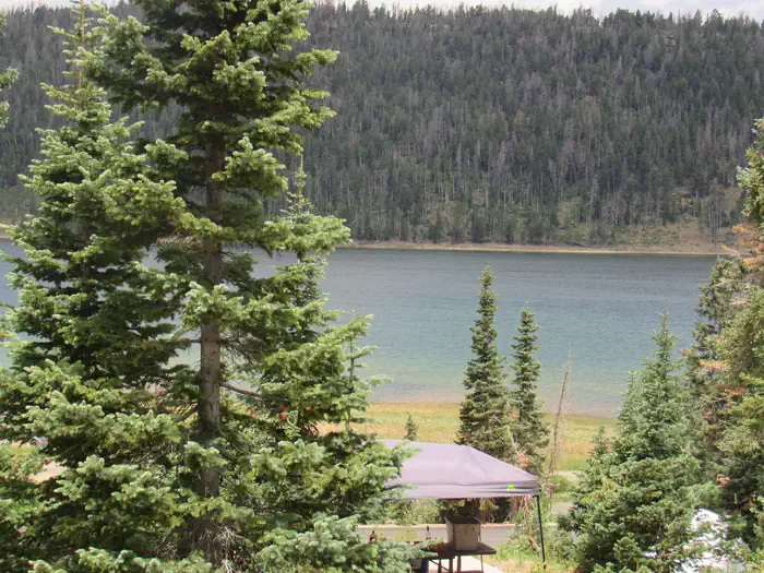 Spruces campsite