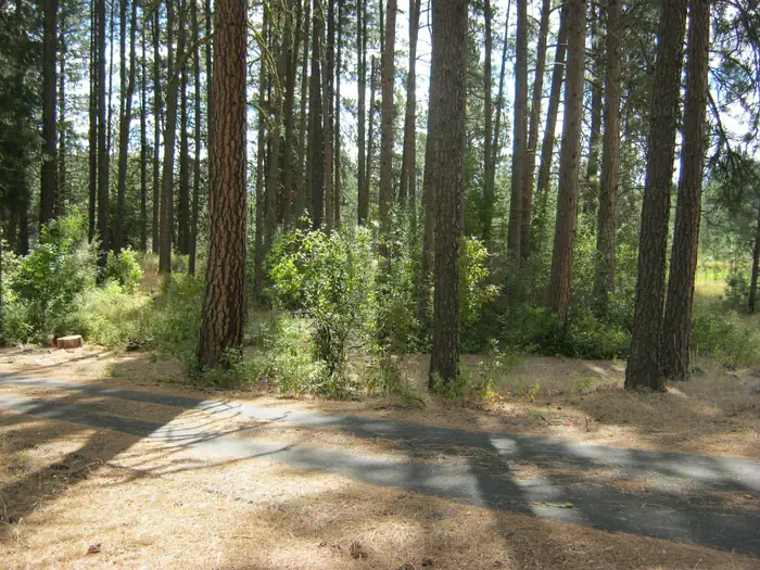 Road with trees and bushes in the background.