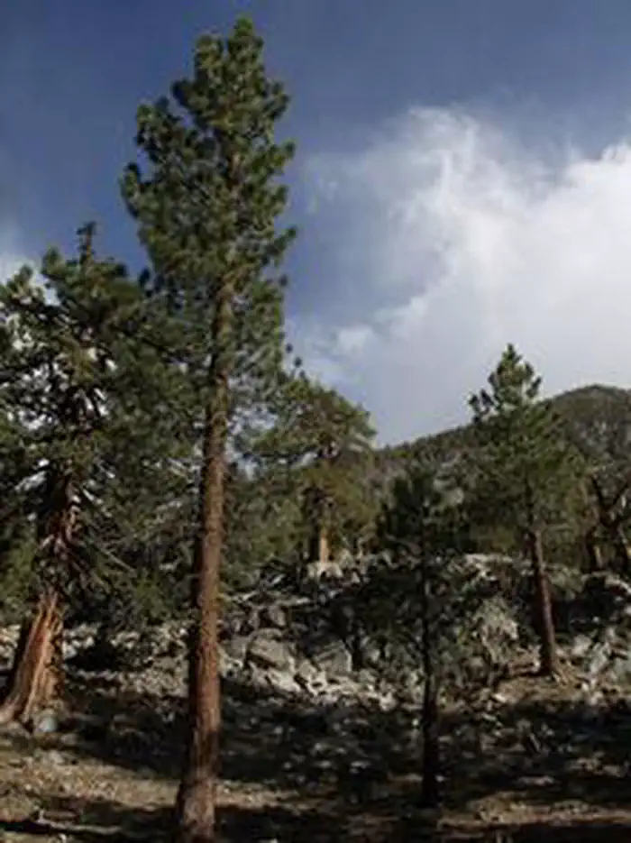 GREEN CREEK GROUP Scenery