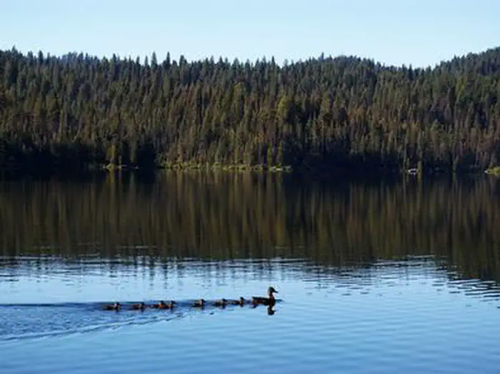 Ducks on Sage Hen Reservoir