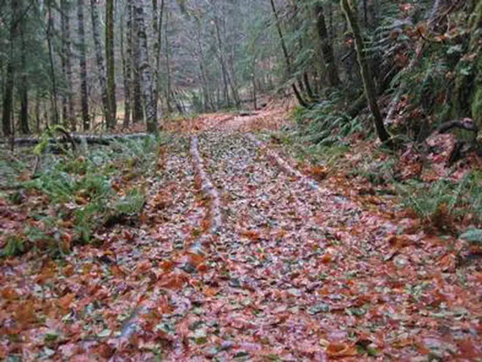 OHANAPECOSH CAMPGROUND HIKING