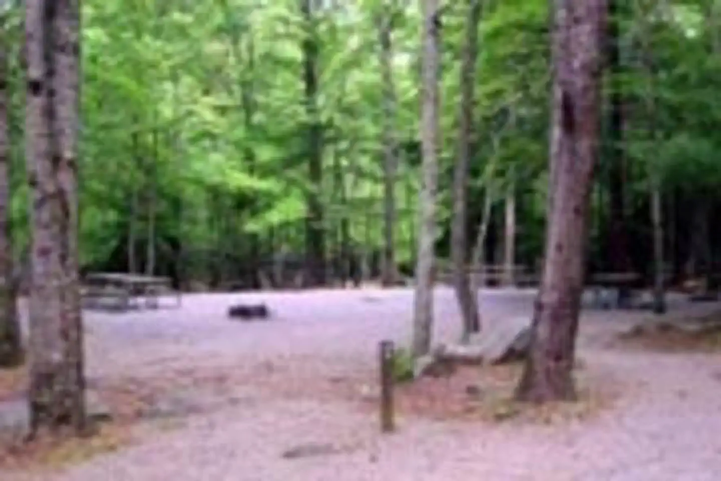 CADES COVE GROUP