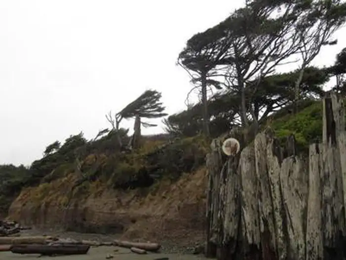 An eroded beach bluff with a view of the trail leading from the beach to Kalaloch Campground. Windswept evergreen trees rise on the bluff above.