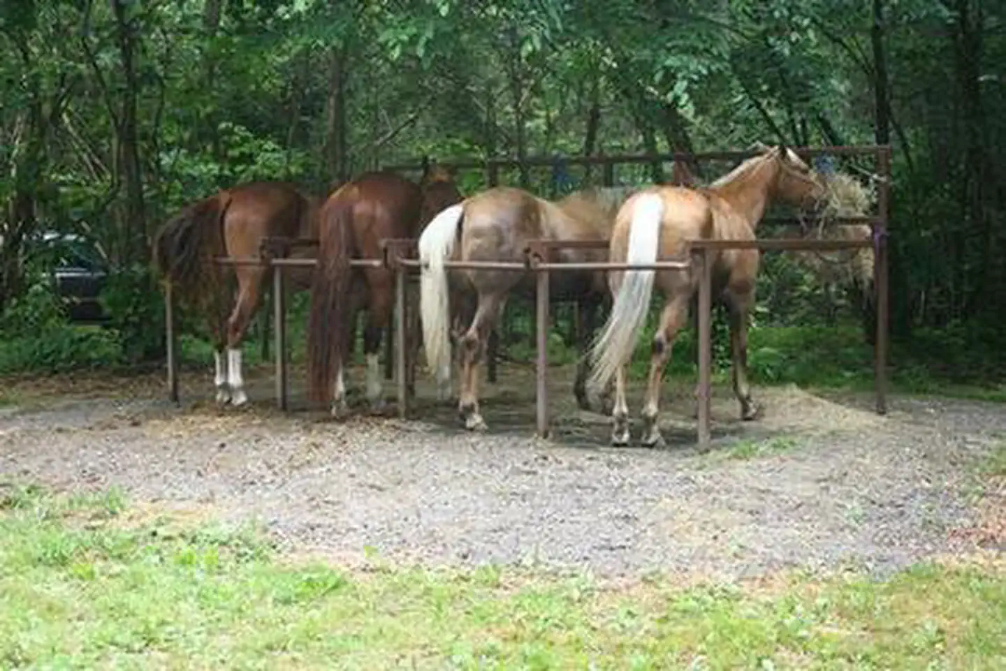 Horses at the Cataloochee Horse Camp stalls