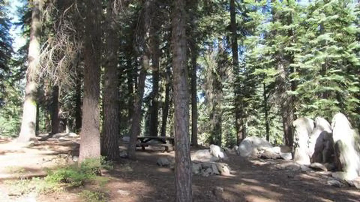 QUAKING ASPEN