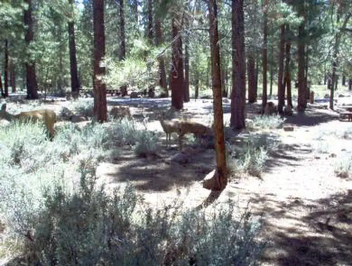 LOGGER CAMPGROUND