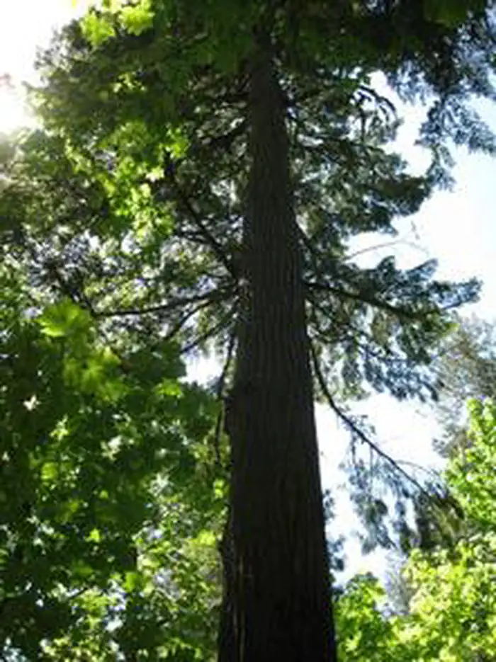 FISH CREEK (OR)2