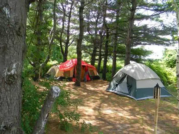 Sleeping under the pines