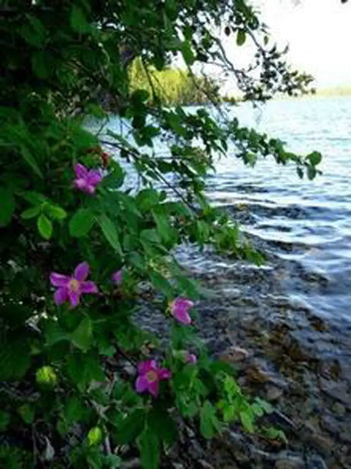 MCGREGOR LAKE CAMPGROUND