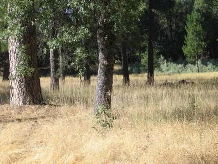 PINES GROUP STANISLAUS