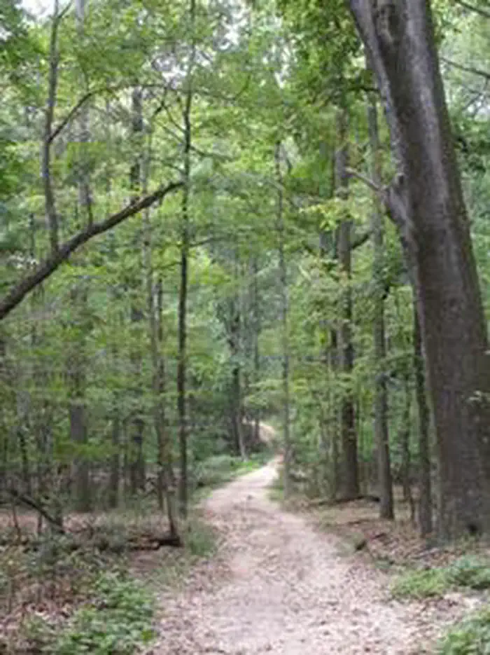 A dirt hiking path at Rock Creek Park under the shade of leafy green trees