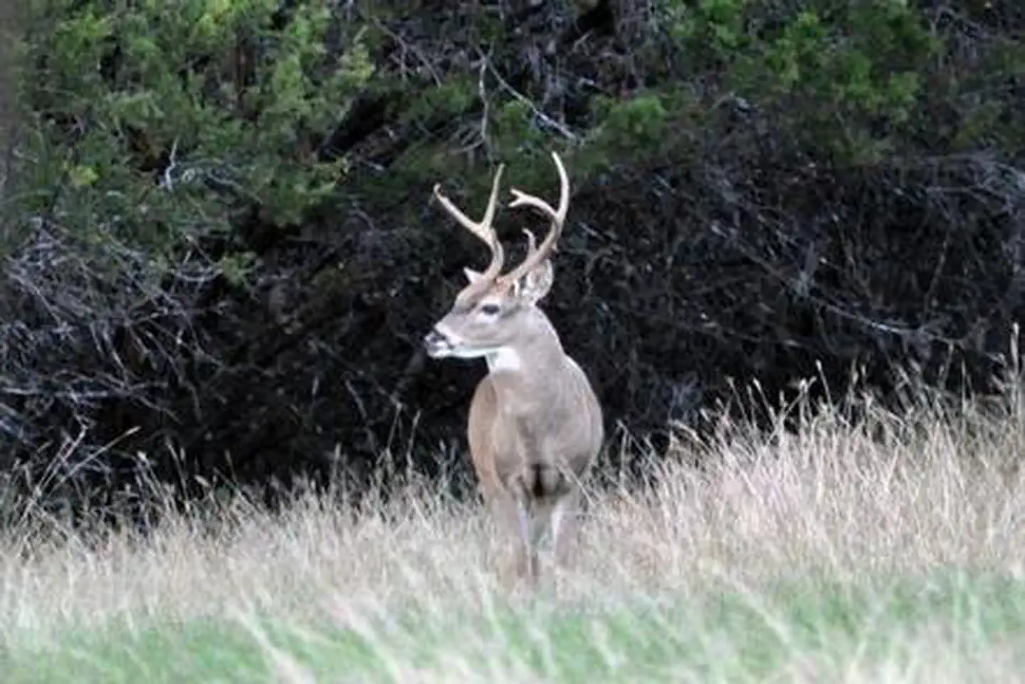 LOFERS BEND WEST-DEER