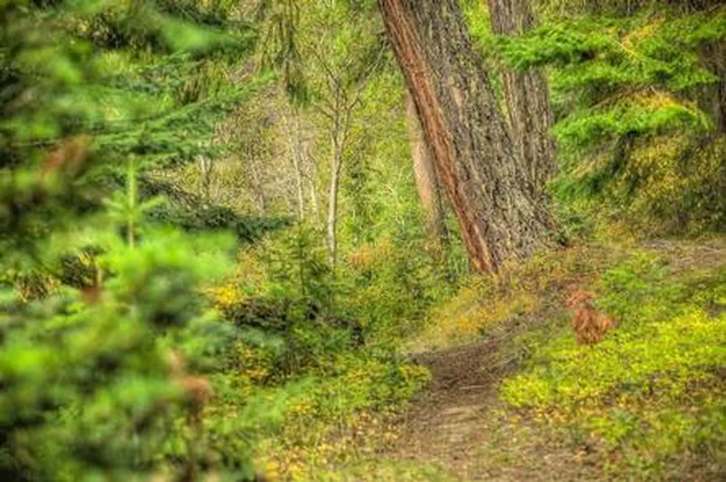 CEDAR SPRINGS CAMPGROUND (WA)