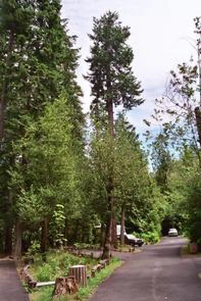 Loop road in Tyee Campground.