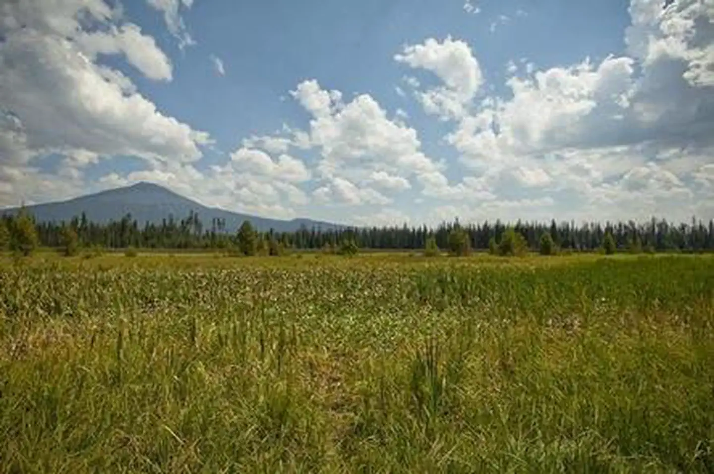 MALLARD MARSH CAMPGROUND