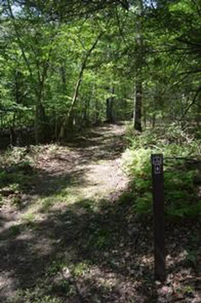 Alosa Campsite with shade trees