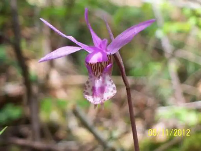 Beautiful pink and white Calypso orchid.