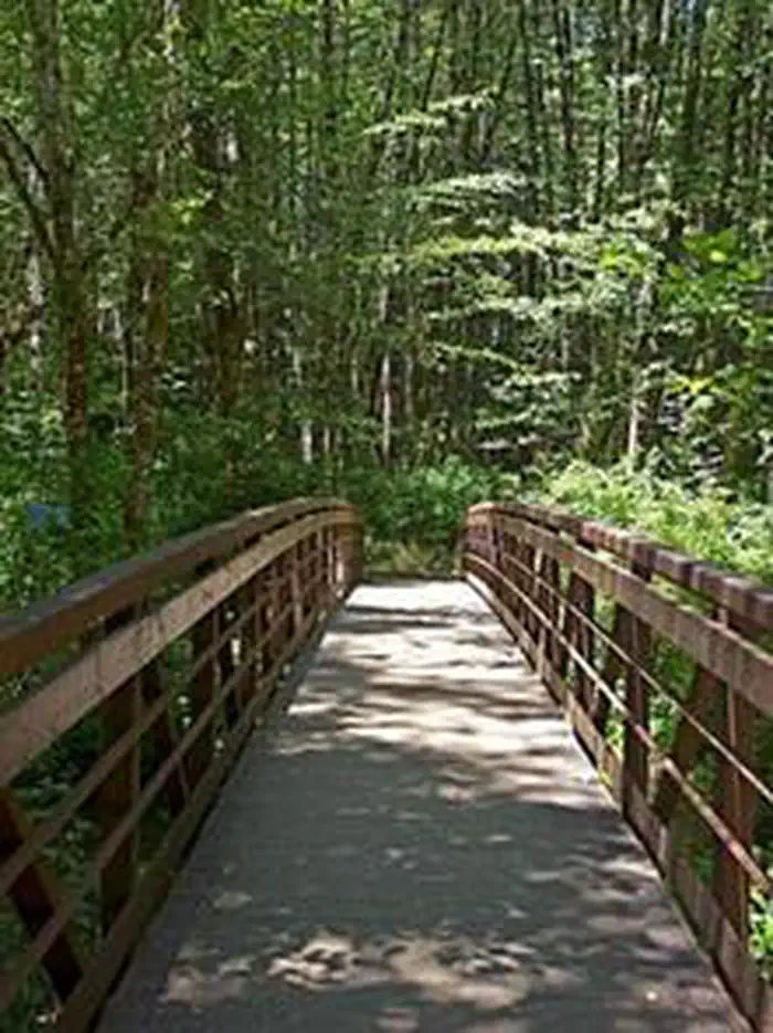 Alsea Falls Bridge is centered in the photo surrounded by green trees in the background.