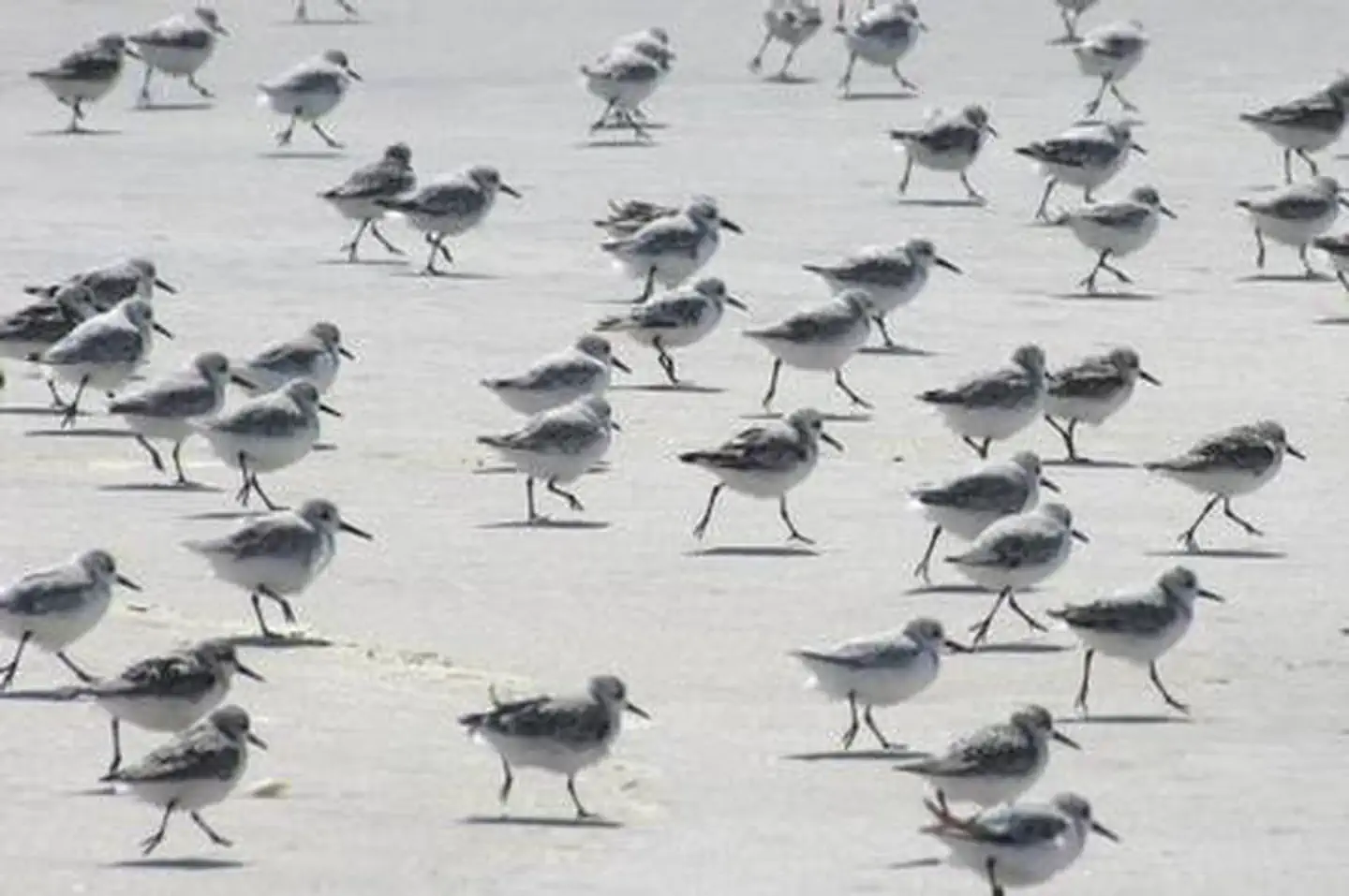 A flock of sandpipers on the beach