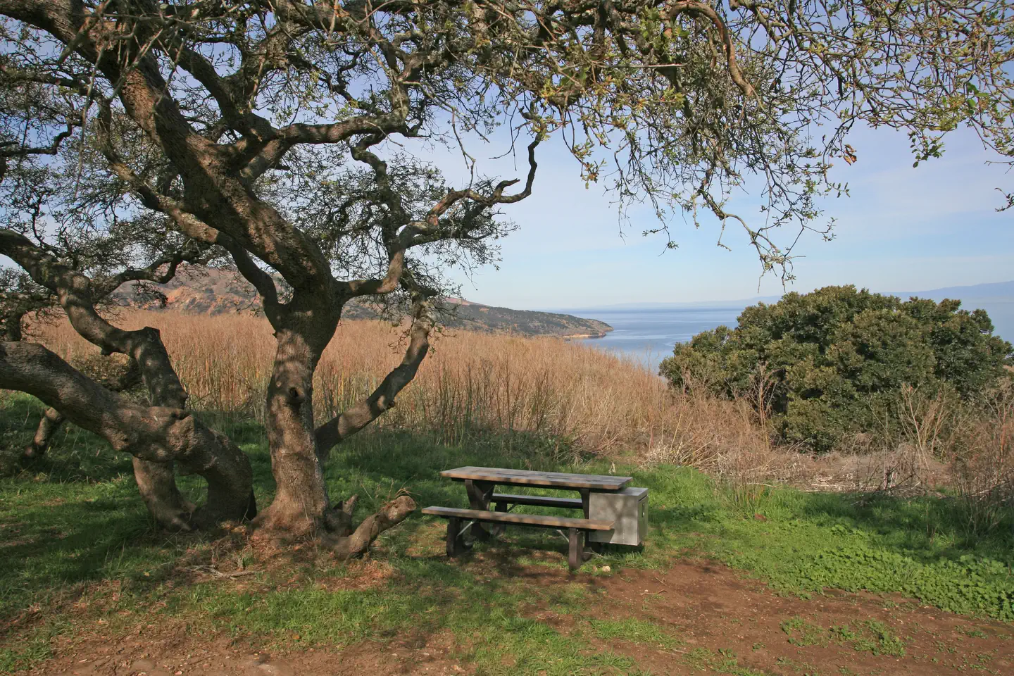 Picnic table next to large tree overlooking ocean.