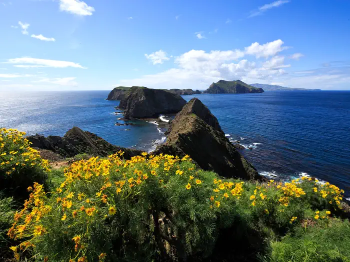 Yellow flowered plant on ocean bluff overlooking three islets and the surrounding ocean.